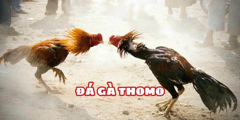 Tổng quan đá gà Thomo